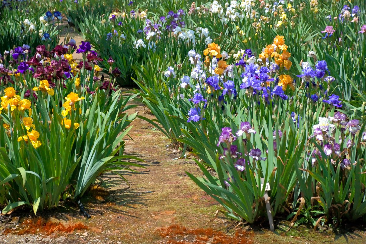 Iris Garden
